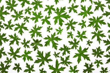 Beyaz arka planda dekore edilmiş akçaağaç yaprakları..