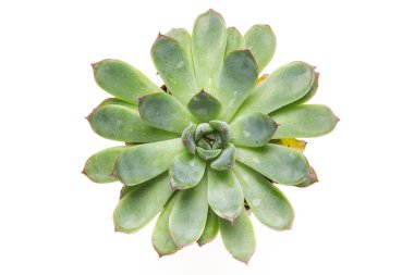  Kaktüs saksısı beyaz arkaplanda izole.. 