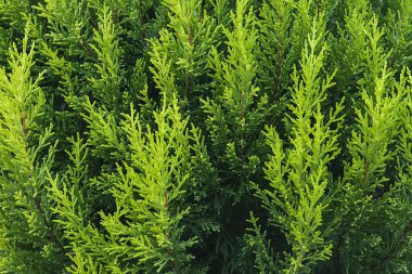 Çam ağacının genç dalları.