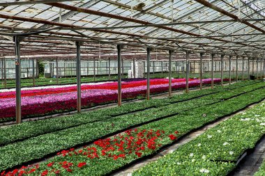  Bir serada renkli çiçekler..