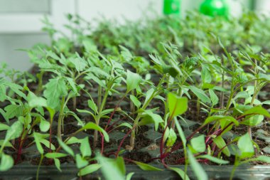 Plastik siyah filizlenme tepsisindeki tohumlar.