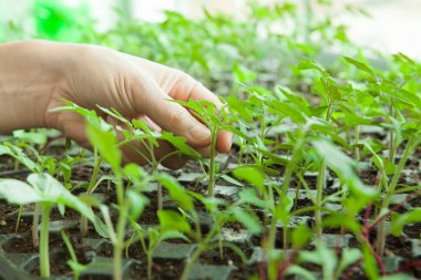 Kadın fideleri tutuyor..