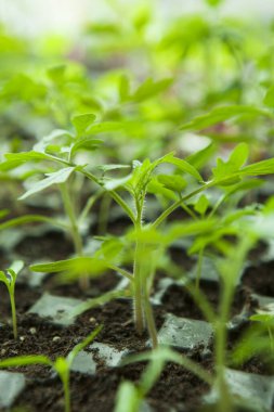 Plastik siyah filizlenme tepsisindeki tohumlar.