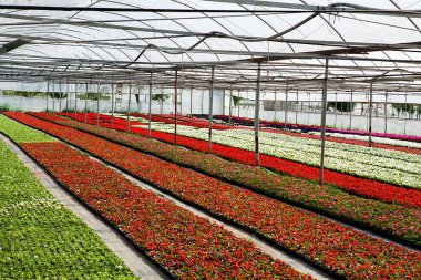  Bir serada renkli çiçekler..