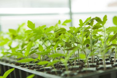  Plastik siyah filizlenme tepsisindeki tohumlar.