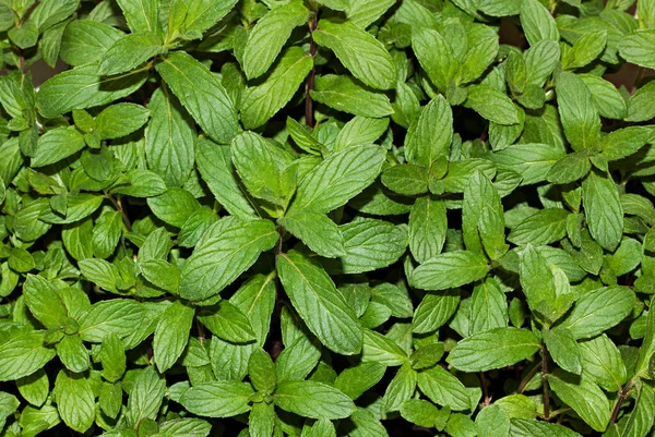 Green Mint Leaves Isolated White Background — Stock Photo, Image