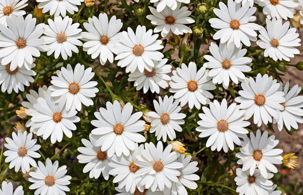 Doğada Açan Bahar Çiçekleri Beyaz Papatya — Stok fotoğraf