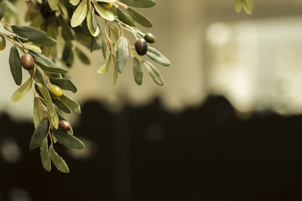 Olivenzweig Garten Eines Hauses — Stockfoto