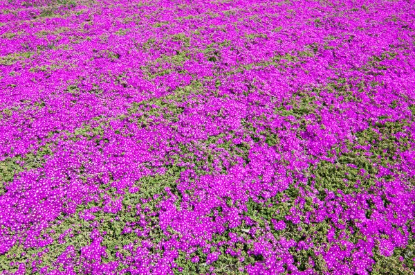 Flores Primavera Florescendo Natureza — Fotografia de Stock