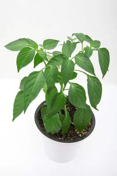 Pepper Seedlings Pots — Stock Photo, Image