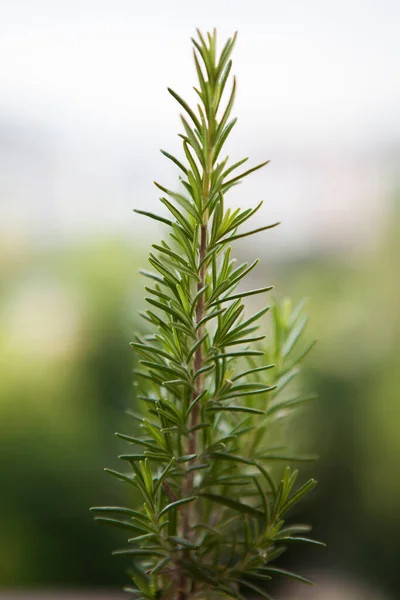 Taze Rosemary Herb Dışarıda Yetişiyor Biberiye Taze Organik Aromalı Doğal — Stok fotoğraf