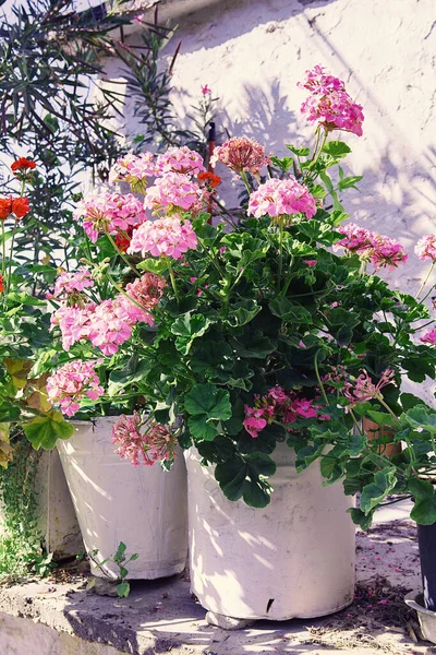 Flor Vaso Jardim — Fotografia de Stock