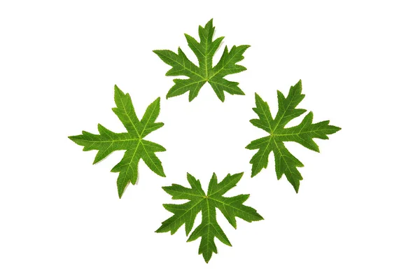 Decorated Maple Leaves White Background — Stock Photo, Image