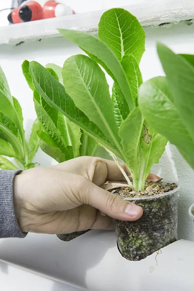 Hidroponikus Zöldségek Termesztése Üvegházakban Saláta — Stock Fotó