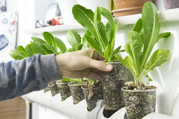 Hortalizas Hidropónicas Que Crecen Invernadero Lechuga — Foto de Stock