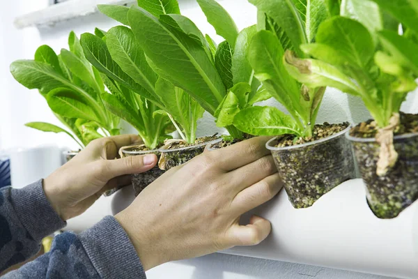 Hidroponikus Zöldségek Termesztése Üvegházakban Saláta — Stock Fotó