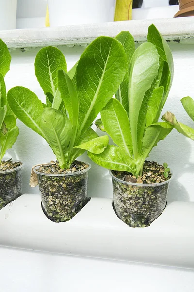 Hortalizas Hidropónicas Que Crecen Invernadero Lechuga — Foto de Stock