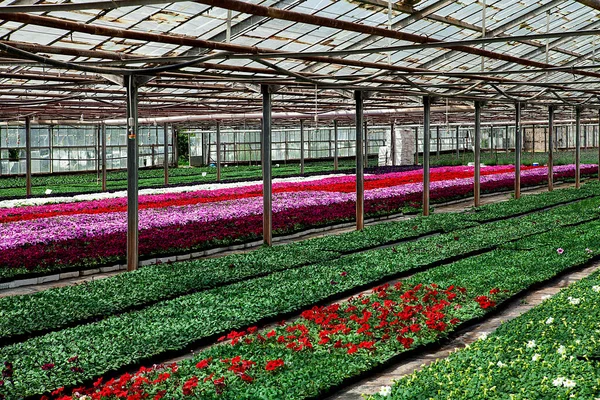 温室内で着色された花 — ストック写真