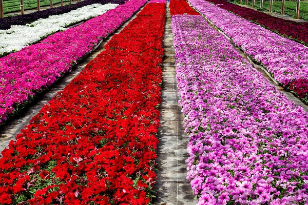 Fleurs Couleur Dans Une Serre — Photo