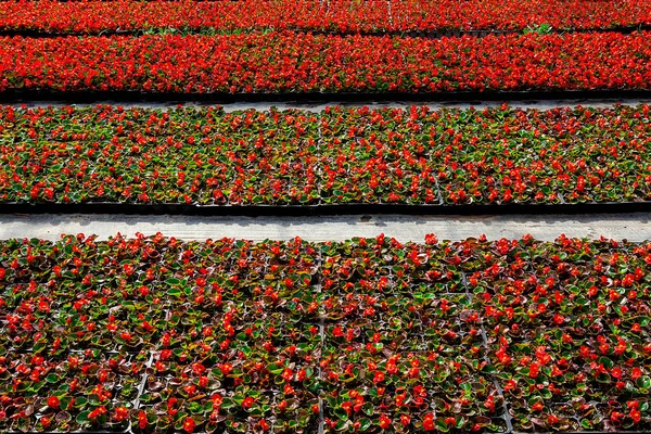 Fleurs Couleur Dans Une Serre — Photo