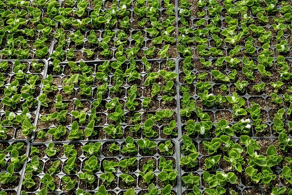 Seedlings Plastic Black Germination Tray — Stock Photo, Image
