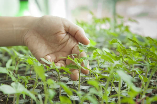 Woman Holding Seedlings — Stock Photo, Image