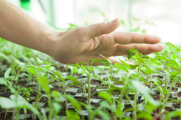 Woman Holding Seedlings — Stock Photo, Image