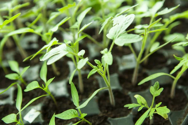 Plántulas Bandeja Germinación Plástico Negro — Foto de Stock