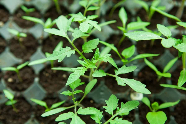 Seedlings Plastic Black Germination Tray — Stock Photo, Image