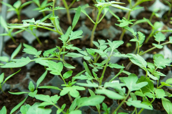 Seedlings Plastic Black Germination Tray — Stock Photo, Image