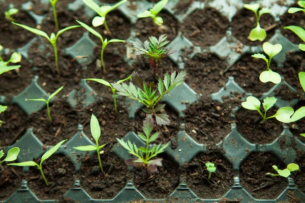 Plántulas Bandeja Germinación Plástico Negro — Foto de Stock