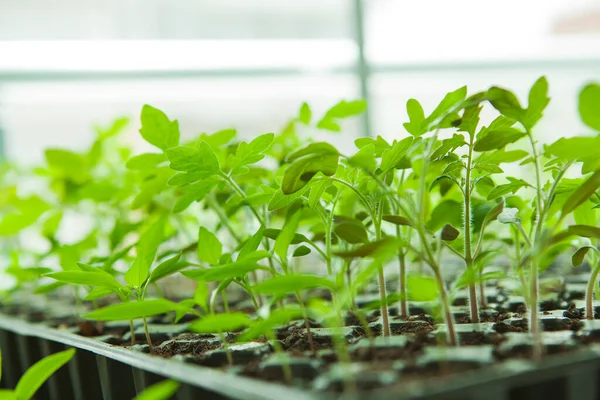  Plastik siyah filizlenme tepsisindeki tohumlar.