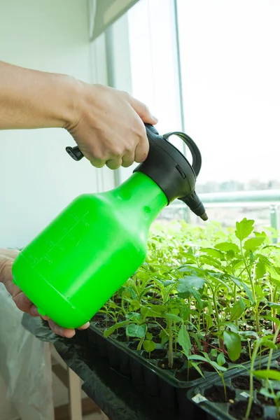 Woman Watering Seedlings — Stock Photo, Image