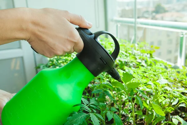 Woman Watering Seedlings — Stock Photo, Image