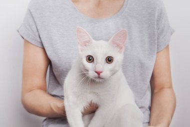 Beyaz kedi kadının kucağında oturuyor..