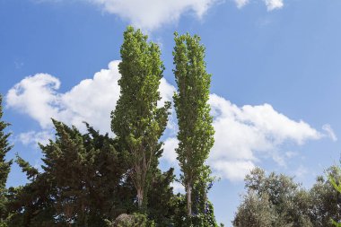 Orman ve ağaçlar. Sonbahar ya da kış doğa yürüyüşleri.