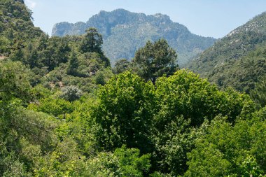 Orman ve ağaçlar. Sonbahar ya da kış doğa yürüyüşleri.
