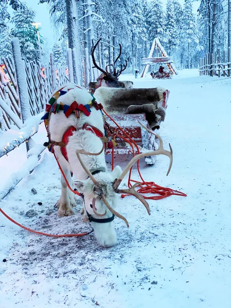 Uomo Scivola Nella Neve Con Cervi — Foto Stock