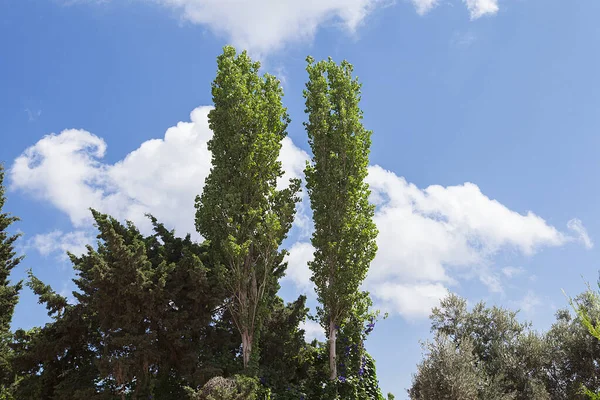 Orman ve ağaçlar. Sonbahar ya da kış doğa yürüyüşleri.