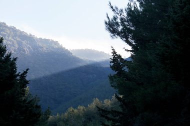 Orman ve ağaçlar. Sonbahar ya da kış doğa yürüyüşleri.