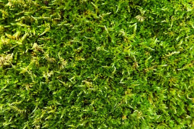 Ormanın dokusu. Flora..