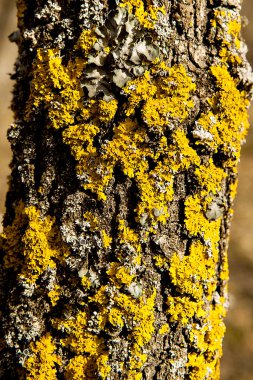 Orman ve ağaç dokuları. Sonbahar ya da kış konsepti. 