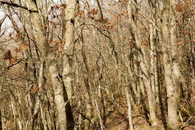 Orman ve ağaçlar. Sonbahar ya da kış doğa yürüyüşleri.