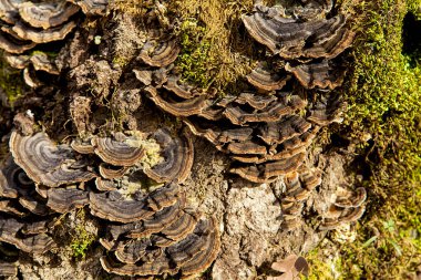 Orman ve ağaç dokuları. Sonbahar ya da kış konsepti. 