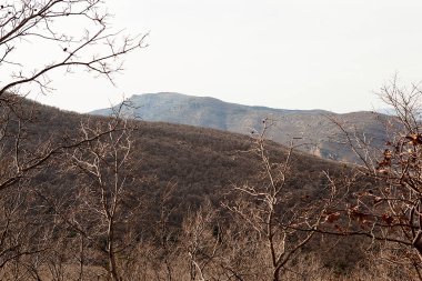 Orman ve ağaçlar. Sonbahar ya da kış doğa yürüyüşleri.