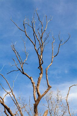 Orman ve ağaçlar. Sonbahar ya da kış doğa yürüyüşleri.