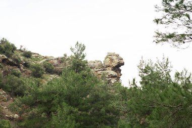 Orman ve yosunlu kayalar. Sonbahar ya da kış konsepti. 