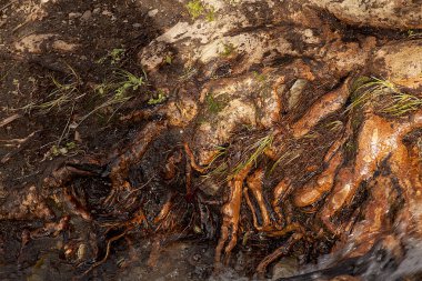 Orman ve ağaç dokuları. Sonbahar ya da kış konsepti. 