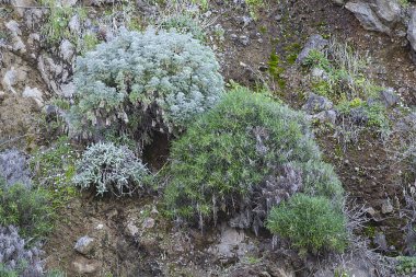 Orman ve ağaç dokuları. Sonbahar ya da kış konsepti. 