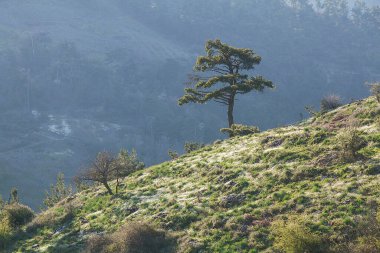 Orman ve ağaçlar. Sonbahar ya da kış doğa yürüyüşleri.